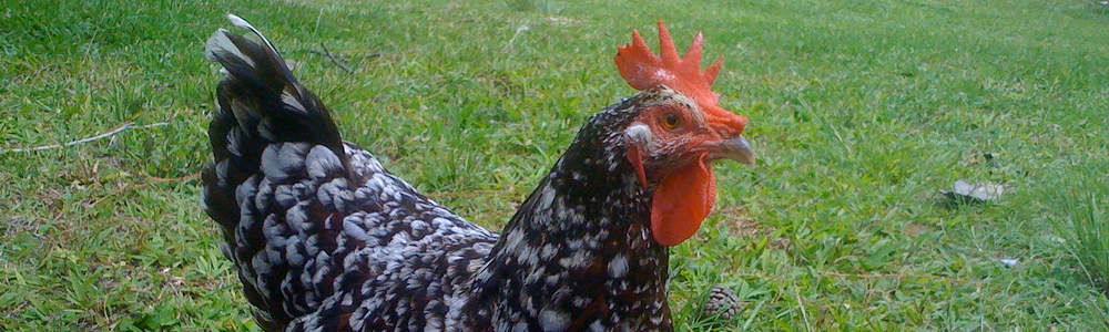 Speckled_Sussex_Chicken1000x300.jpg